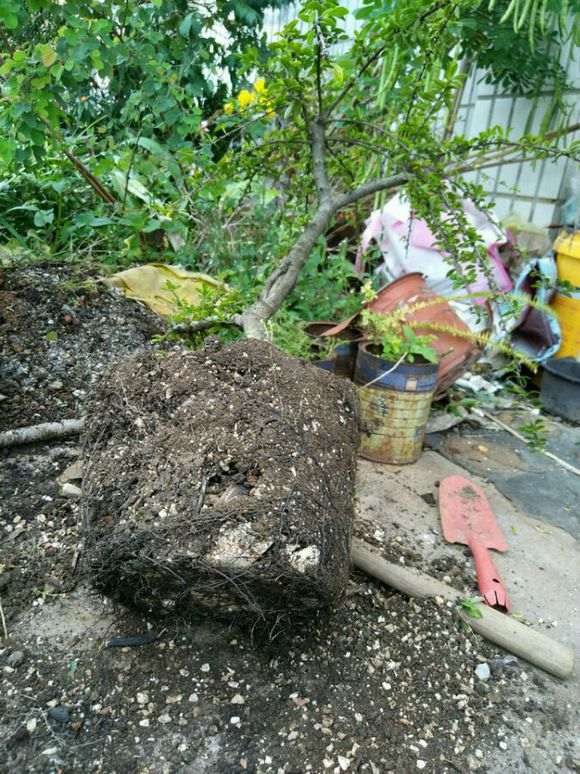 下山死生桩怎么配土的方法