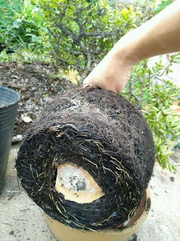 下山死生桩怎么配土的方法