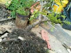 下山死生桩怎么配土的方法