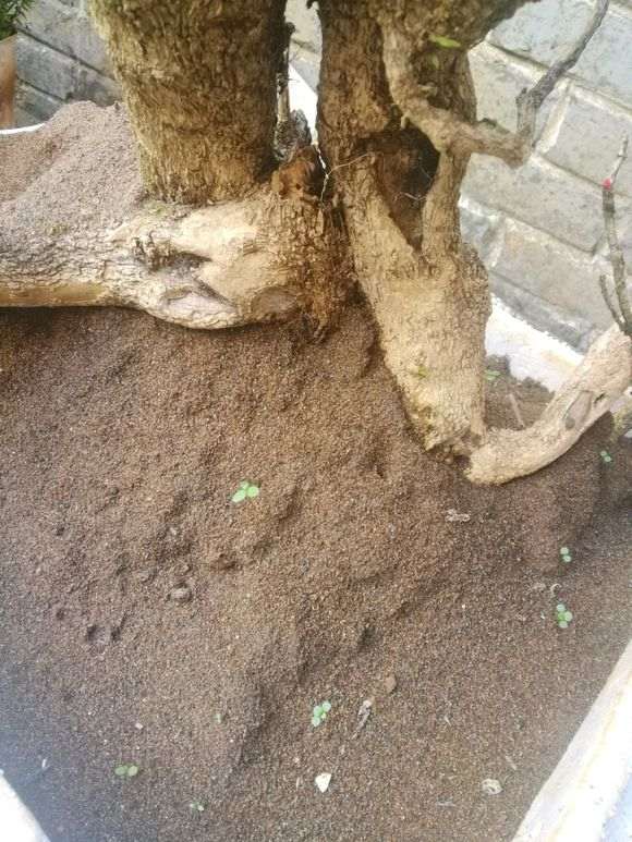 栽金弹子下山桩生桩用什么土最好