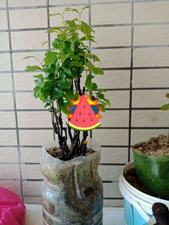 栽金弹子下山桩生桩用什么土最好