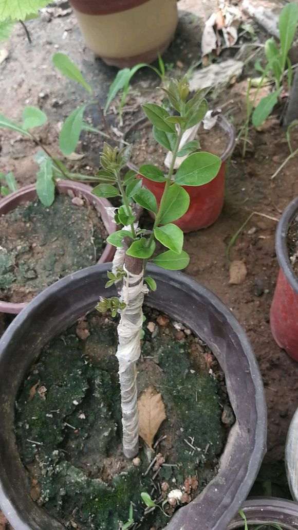 金弹子下山桩生桩发芽率怎么能95%