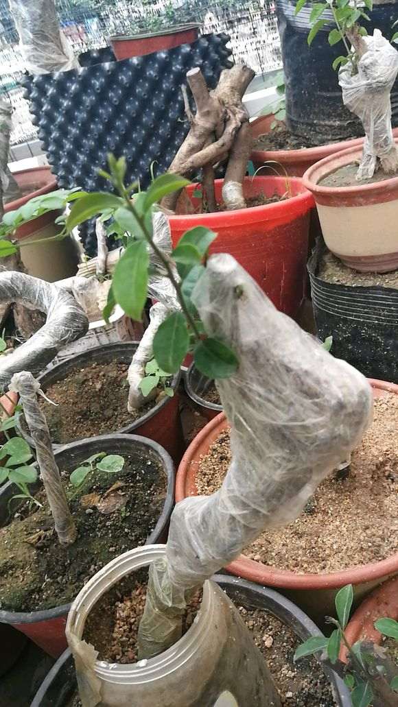 金弹子下山桩生桩发芽率