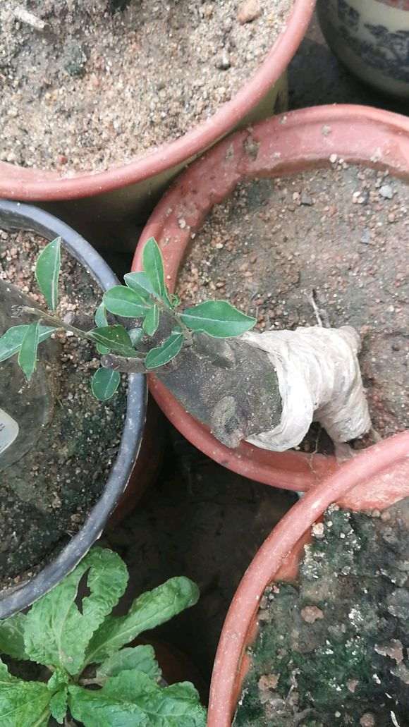 金弹子下山桩生桩发芽率