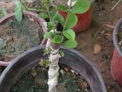 金弹子下山桩生桩发芽率怎么能95%