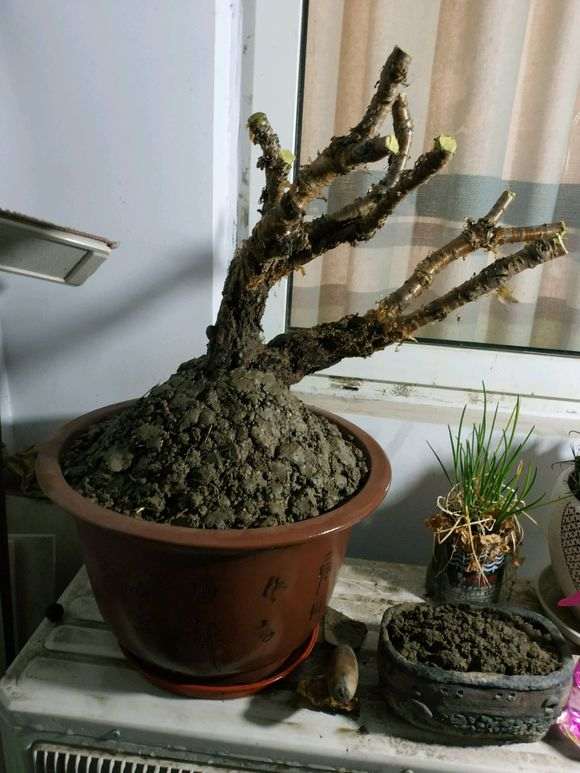 金雀下山桩生桩刚种下 能室外晒太阳吗