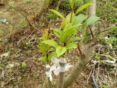 桃树熟桩嫁接现在 成活率很高吗