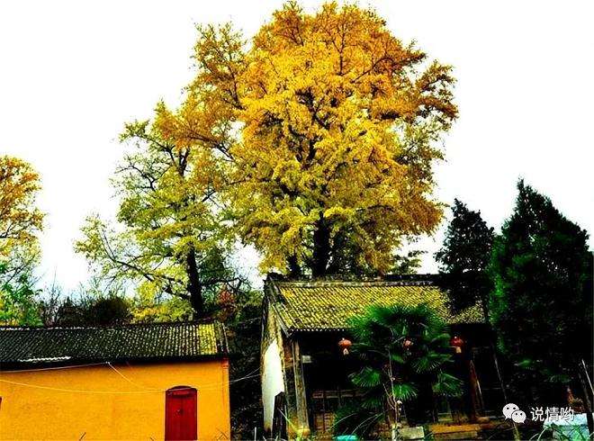 为什么银杏盆景要2年翻盆一次