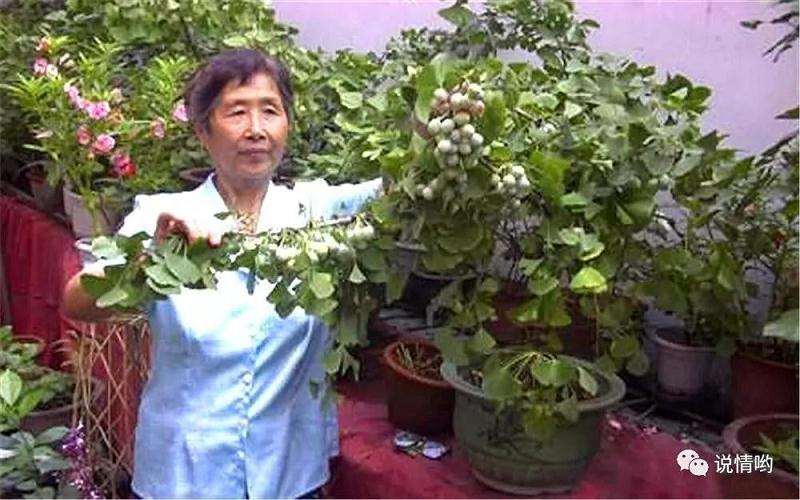 为什么银杏盆景要2年翻盆一次