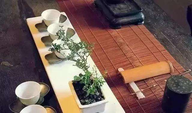 为什么急于求成之人不要玩盆景最好