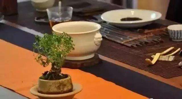 为什么急于求成之人不要玩盆景最好