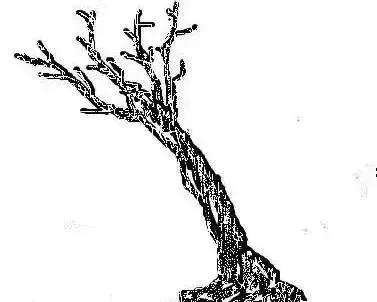 盆景该如何制作造型的方法