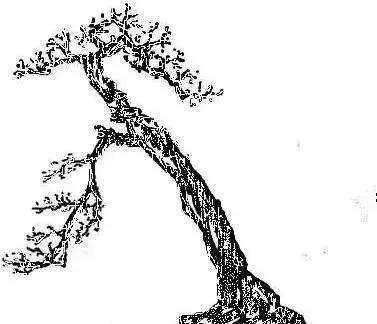 盆景该如何制作造型的方法