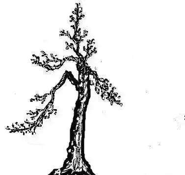 盆景该如何制作造型的方法