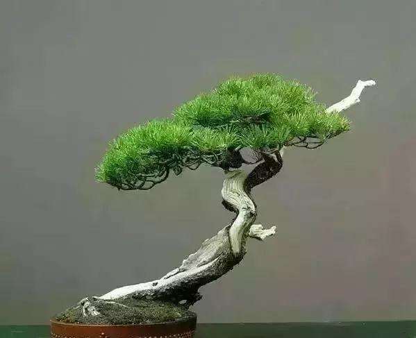 盆景该如何制作造型的方法