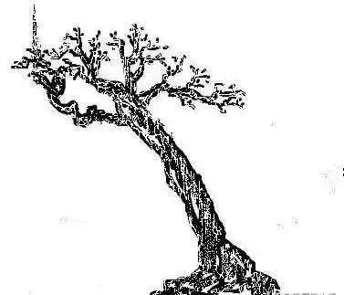 盆景该如何制作造型的方法