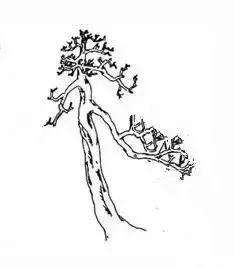 盆景该如何制作造型的方法