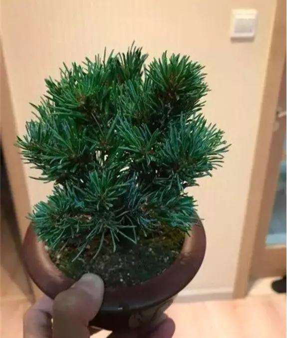 盆景五针松怎么浇水养护的方法