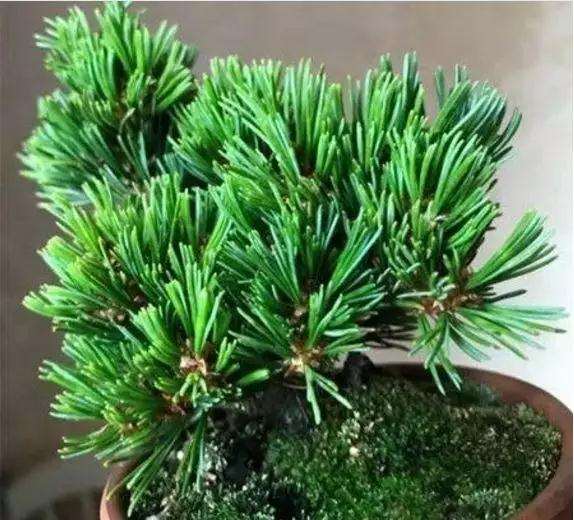 盆景五针松怎么浇水养护的方法