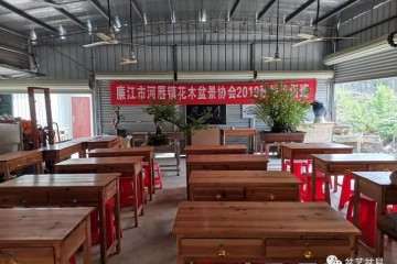 临廉江市河唇盆景协会交流指导会