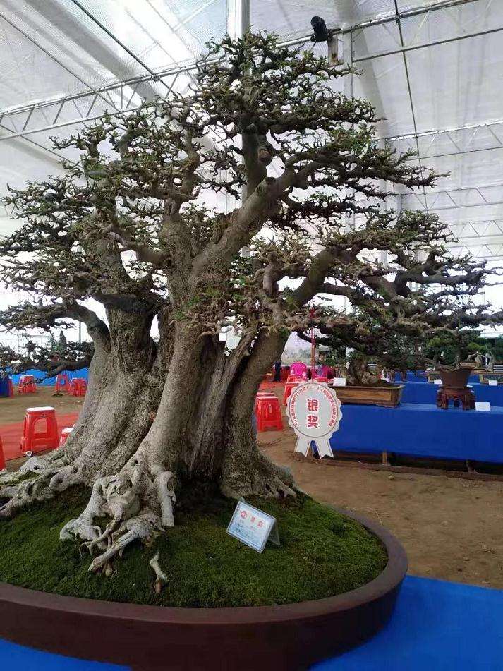 我前去参加我县第一届花木盆景展览会