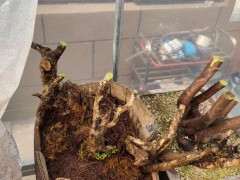 为什么黄杨下山桩皮裂了 什么原因 图片