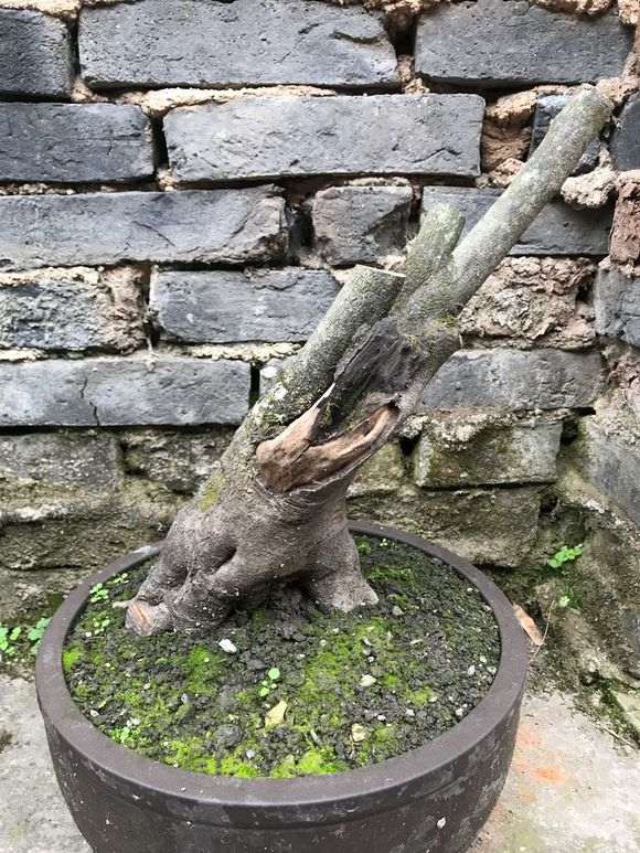 12月种的下山桩没有发芽 快套袋补救