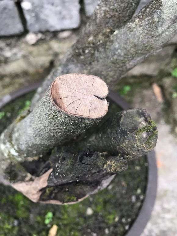 12月种的下山桩没有发芽 快套袋补救