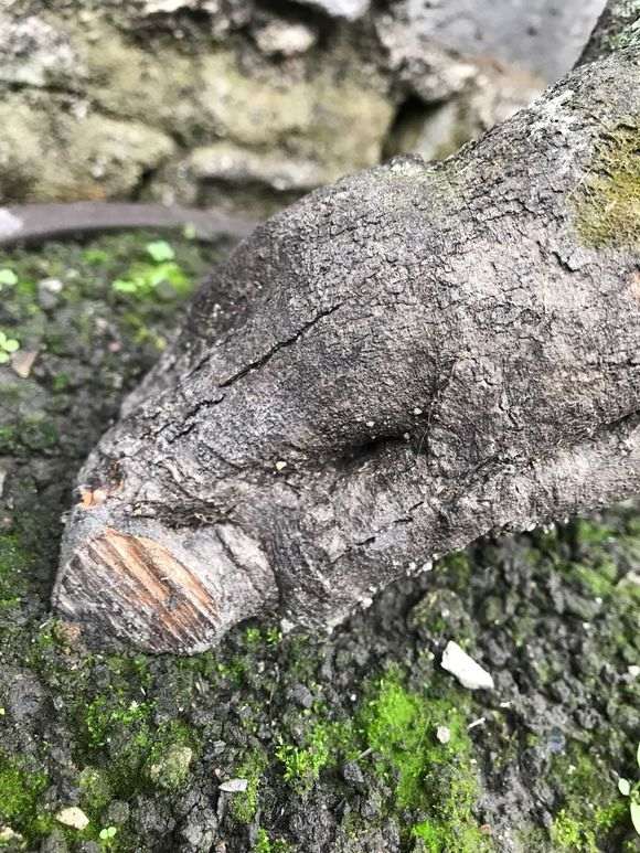 12月种的下山桩没有发芽 快套袋补救