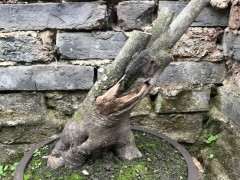 12月种的下山桩没有发芽 快套袋补救