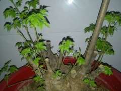 黄荆下山桩为什么很易发芽 成活率高