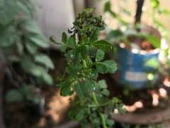 金弹子下山桩生桩1个月 缠膜套袋发芽了