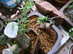 对节白蜡下山桩生桩叶子边缘发黑 怎么办