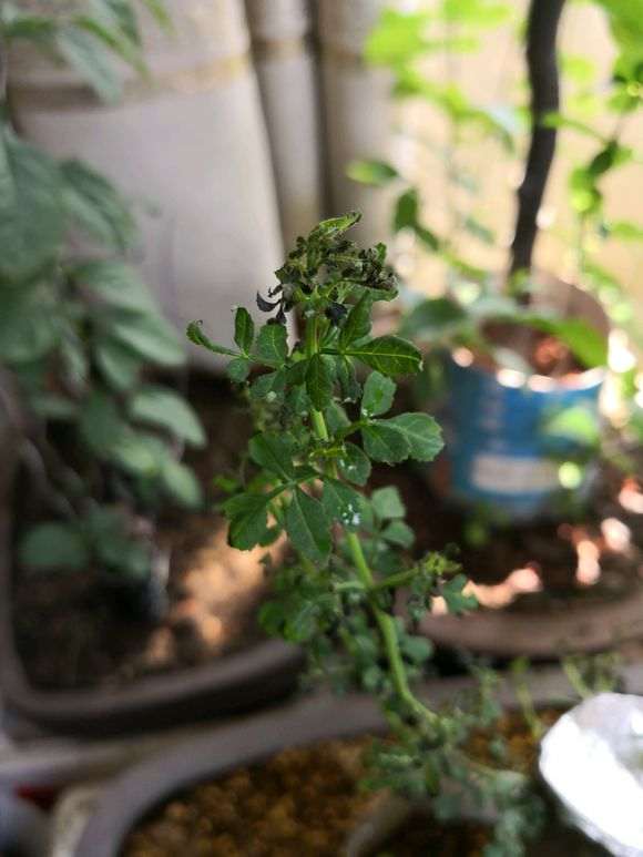 地载一年下山桩生桩半木质化
