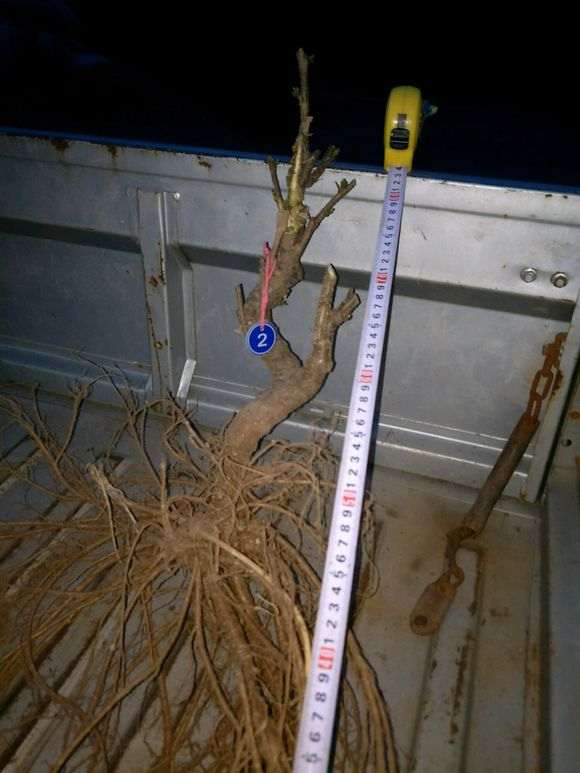 地载一年下山桩生桩半木质化