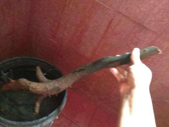 玩金弹子下山桩生桩6天了还不发芽