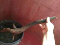 玩金弹子下山桩生桩6天了 还不发芽