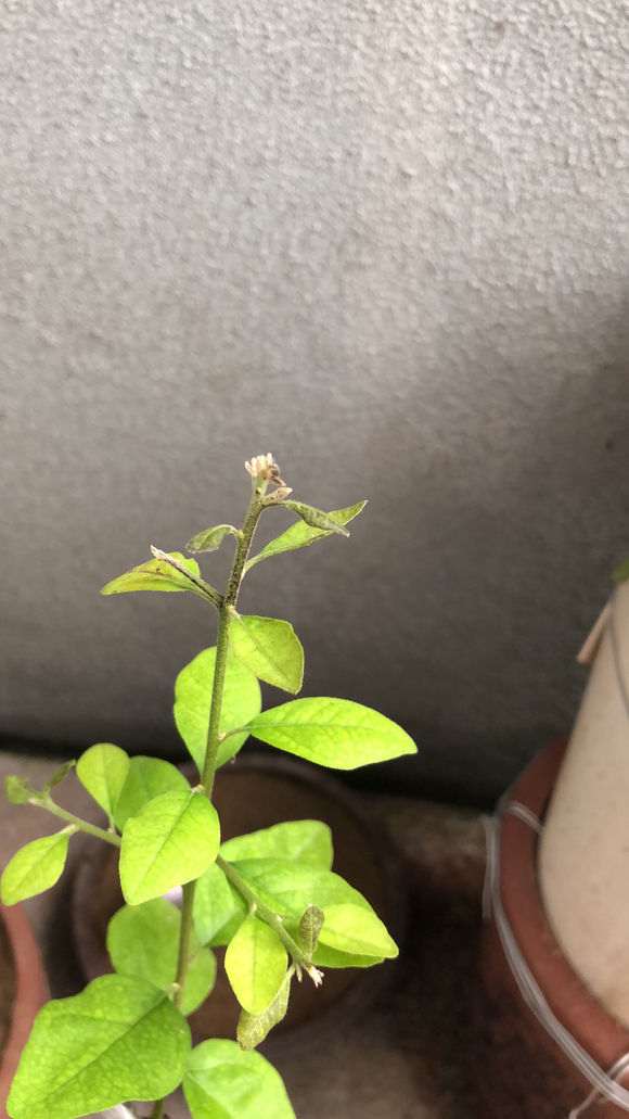 下山桩老鸦柿枝头有点叶片发黑 怎么办