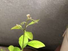 下山桩老鸦柿枝头有点叶片发黑 怎么办