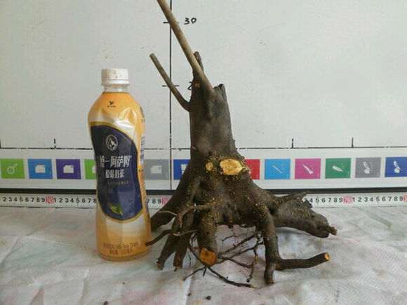 下山桩生桩怎么换盆才最容易发芽