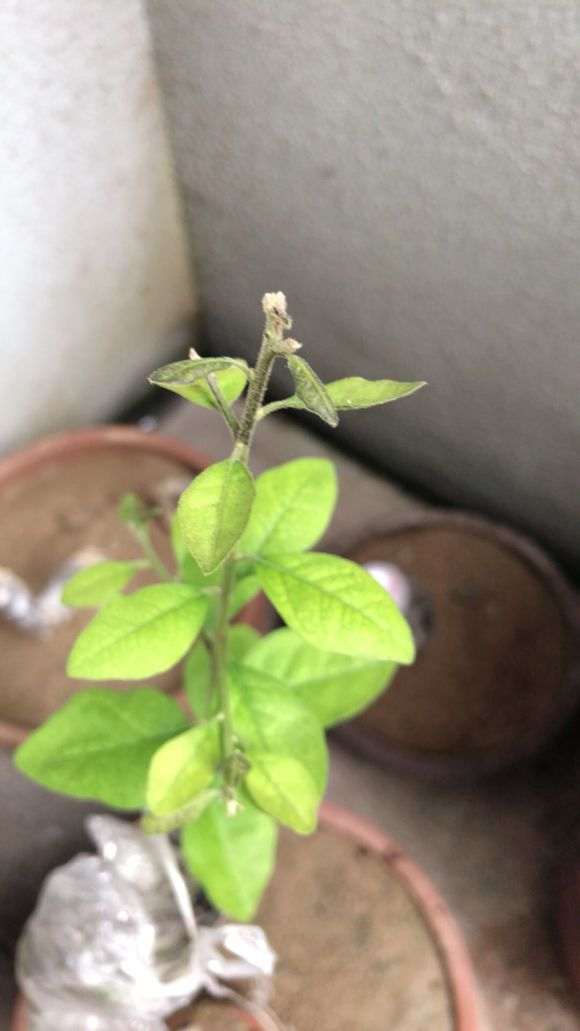 下山桩生桩怎么换盆才最容易发芽