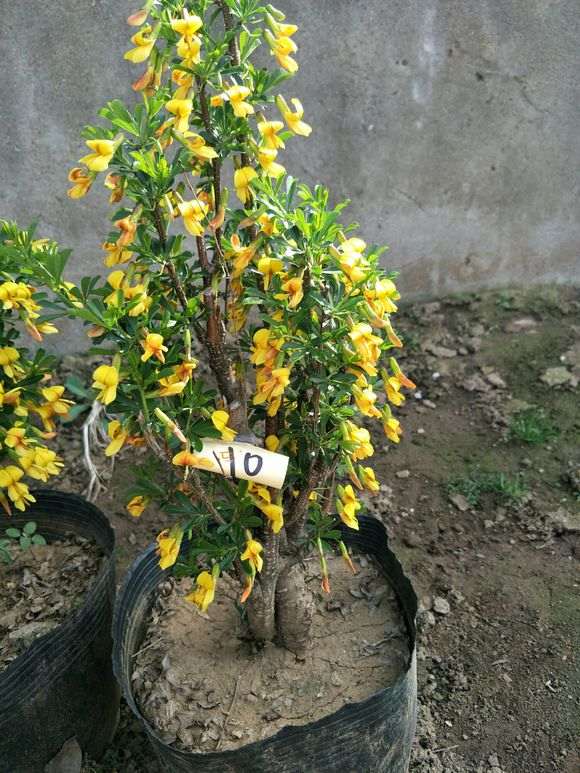 下山桩生桩怎么换盆才最容易发芽