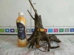 下山桩生桩怎么缠膜换盆 才最容易发芽