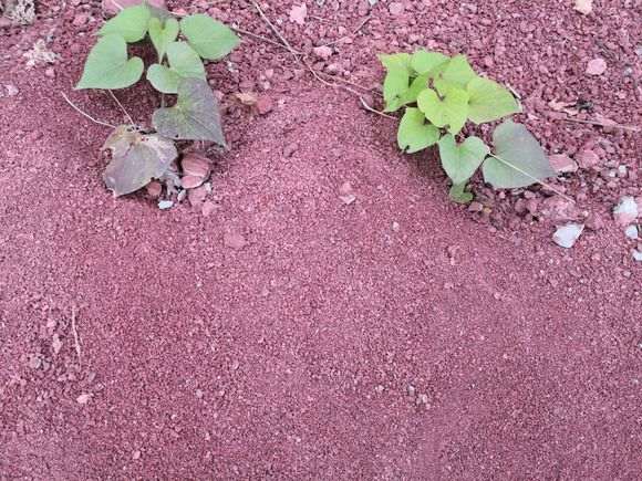 石谷子土可以种下山桩生桩吗