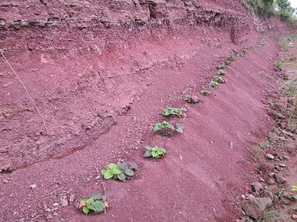 石谷子土可以种下山桩生桩吗