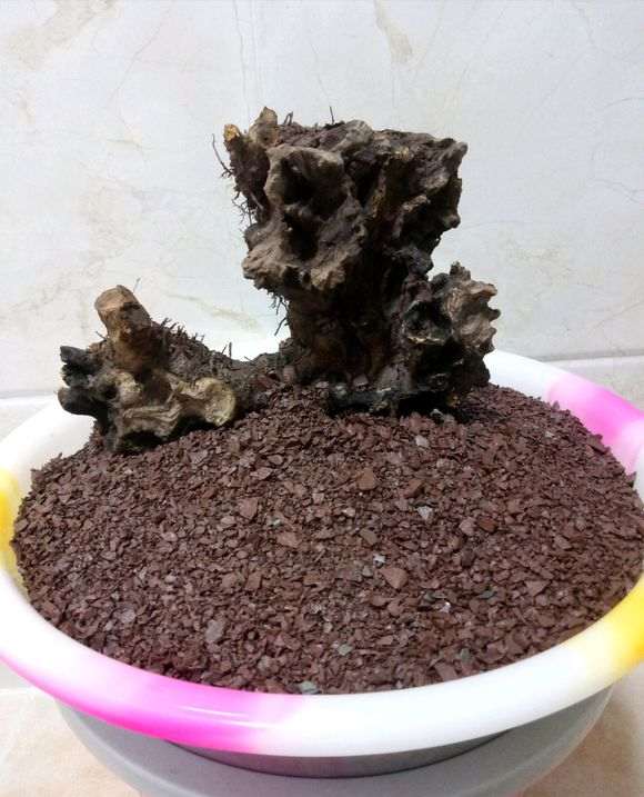 石谷子土可以种下山桩生桩吗