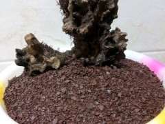 石谷子土可以种下山桩生桩吗