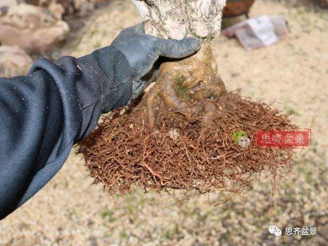 成都附近的下山桩市场在哪里