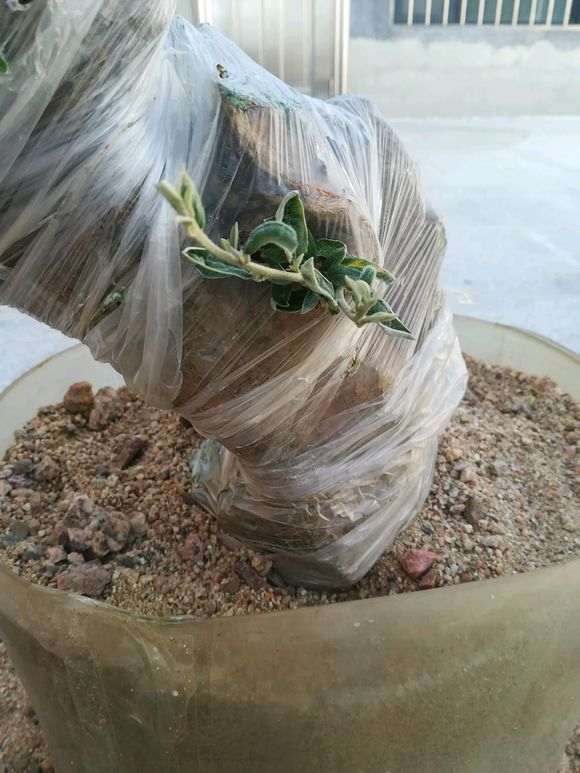 胡秃子下山桩缠膜套袋发芽后 叶子太干