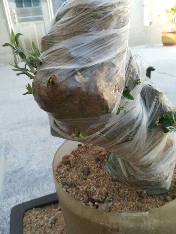 胡秃子下山桩缠膜套袋发芽后 叶子太干